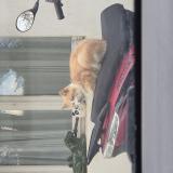 Photo de chat perdu à Ecardenville La Campagne