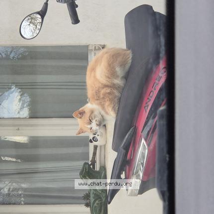 Photo 1/1 Hâpi Chat perdu à Ecardenville la campagne