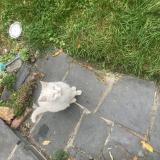 Photo de chat perdu à Lambersart