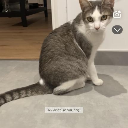 Photo 1/1 Mimou Chat perdu à Saint andre goule d oie