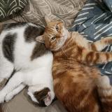 Photo de chat perdu à Saintes