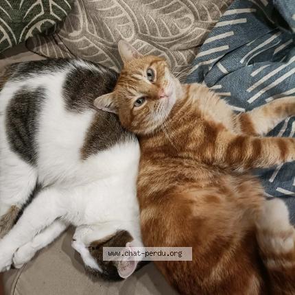 Photo 1/1 Happy Chat perdu à Saintes