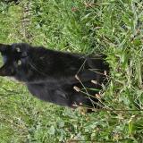 Photo de chat perdu à Rosny Sous Bois