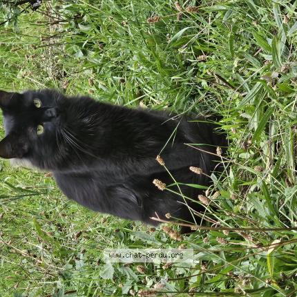 Photo 1/1 Kh&eacute;ops Chat perdu à Rosny sous bois