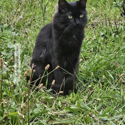 Photo 1/1 Khéops Chat perdu à Rosny Sous Bois