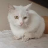 Photo de chat perdu à Islamabad