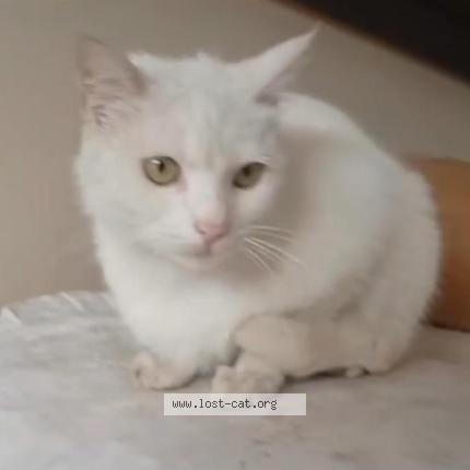 Photo 1/1 Nina Chat perdu à Islamabad