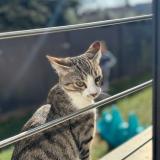 Photo de chat perdu à Eaubonne