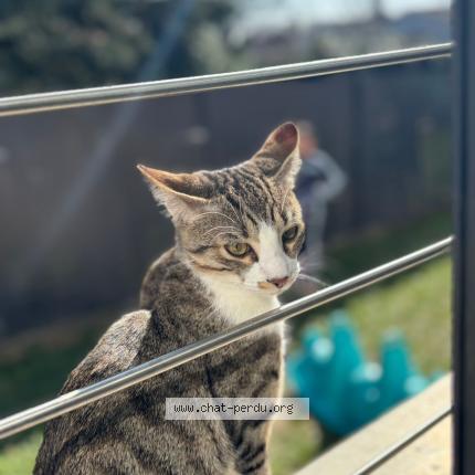 Photo 1/1 Edlane CHEIKH Chat perdu à Eaubonne