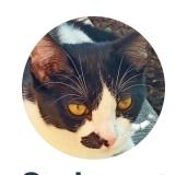 Photo de chat perdu à Saint Aubin De Medoc