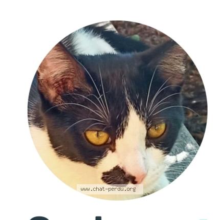 Photo 1/1 Sherlock corben Chat perdu à Saint aubin de medoc