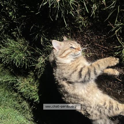 Photo 1/1 Chat trouvé Trouvé à St privat des vieux