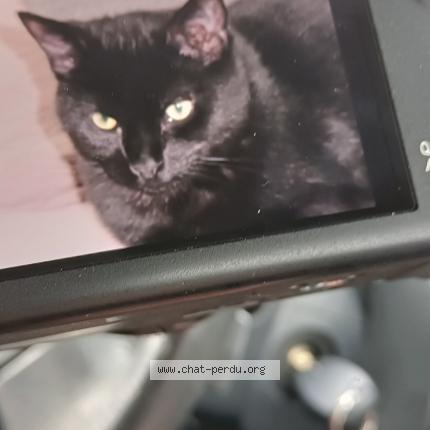 Photo 1/1 Ramsès Chat perdu à Sermange