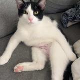 Photo de chat perdu à Le Coudray Montceaux