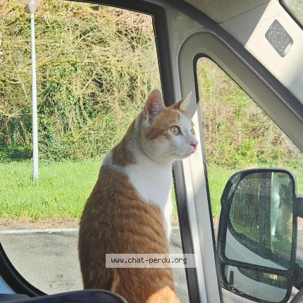 Photo 1/1 Milo Chat perdu à Vannes