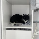 Photo de chat perdu à Saint Alban