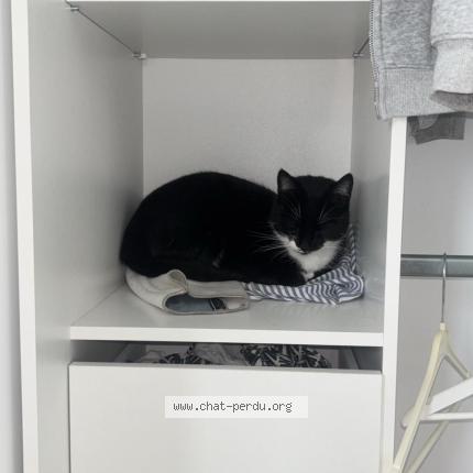 Photo 1/1 Yuki Chat perdu à Saint alban