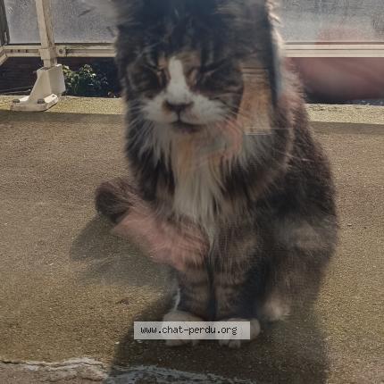 Photo 1/1 Chat trouvé Trouvé à Nantes