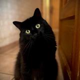 Photo de chat perdu à Deols