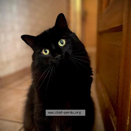 Photo 1/1 Arès Chat perdu à Deols