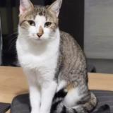 Photo de chat perdu à Saint Orens De Gameville