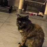 Photo de chat perdu à Theding