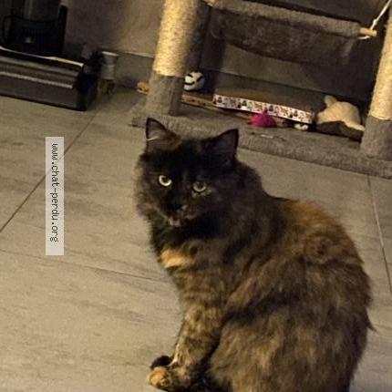 Photo 1/1 Cookie Chat perdu à Theding