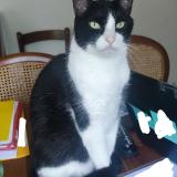 Photo de chat perdu à Colomiers