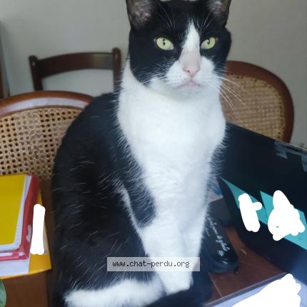 Photo 1/1 Charly Chat perdu à Colomiers