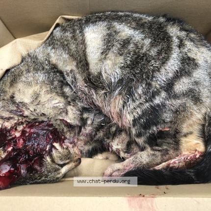 Photo 1/1 Chat trouvé Trouvé à Pont de beauvoisin