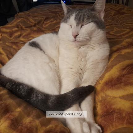 Photo 1/1 JADE Chat perdu à Paris