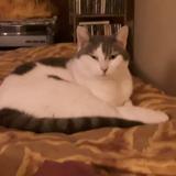 Photo de chat perdu à Paris