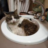 Photo de chat perdu à Le Bouscat