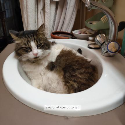 Photo 1/1 GORDO - TCHOUPY - SANCHO Chat perdu à Le bouscat