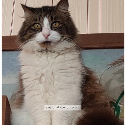 Photo 1/1 GORDO - TCHOUPY - SANCHO Chat perdu à Le bouscat