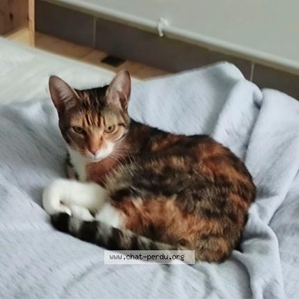 Photo 1/1 H&eacute;ra Chat perdu à Les gonds