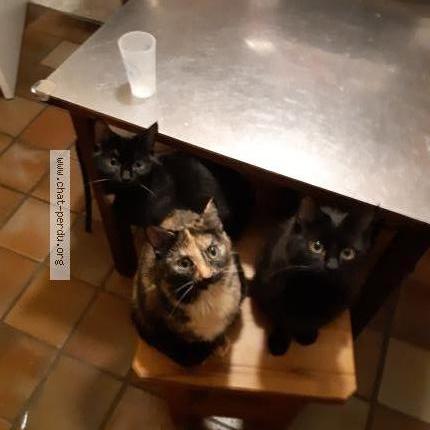 Photo 1/1 Chat retrouvé Perdu à Saint brieuc