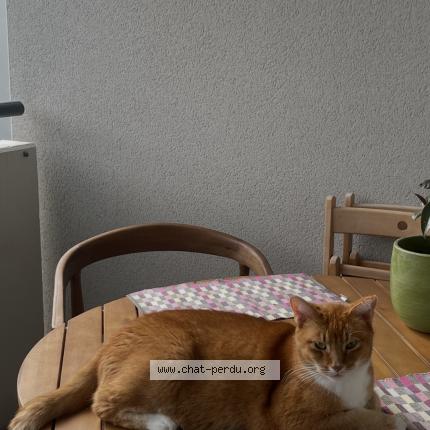 Photo 1/1 Tyler Chat perdu à Saint maurice colombier