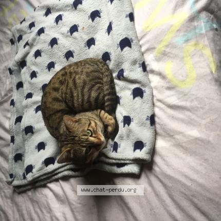 Photo 1/1 tigrou Chat perdu à Villenave