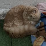 Photo de chat perdu à Morez