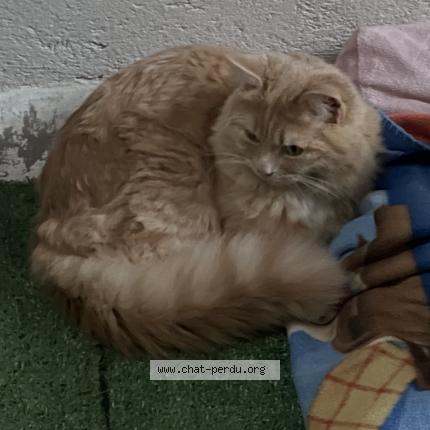 Photo 1/1 tophy Chat perdu à Morez