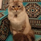 Photo de chat perdu à Perpignan