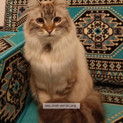 Photo 1/1 Nala Chat perdu à Perpignan