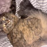 Photo de chat perdu à 13009 Marseille 09