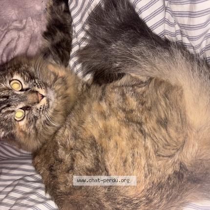 Photo 1/1 MAYA Chat perdu à 13009 marseille 09