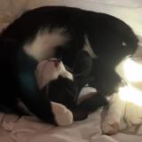 Photo de chat perdu à Castets Et Castillon