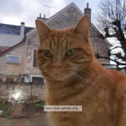 Photo 1/1 MIO MIMI CARAMEL Chat perdu à Vincelles