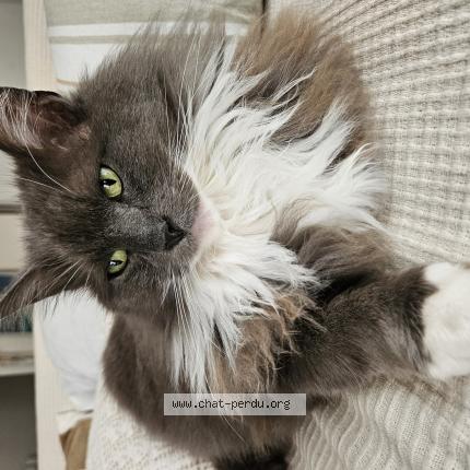 Photo 1/1 Mazou Chat perdu à Brest