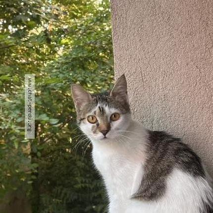 Photo 1/1 loumi Chat perdu à Belfort