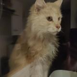 Photo de chat trouvé à Mouxy